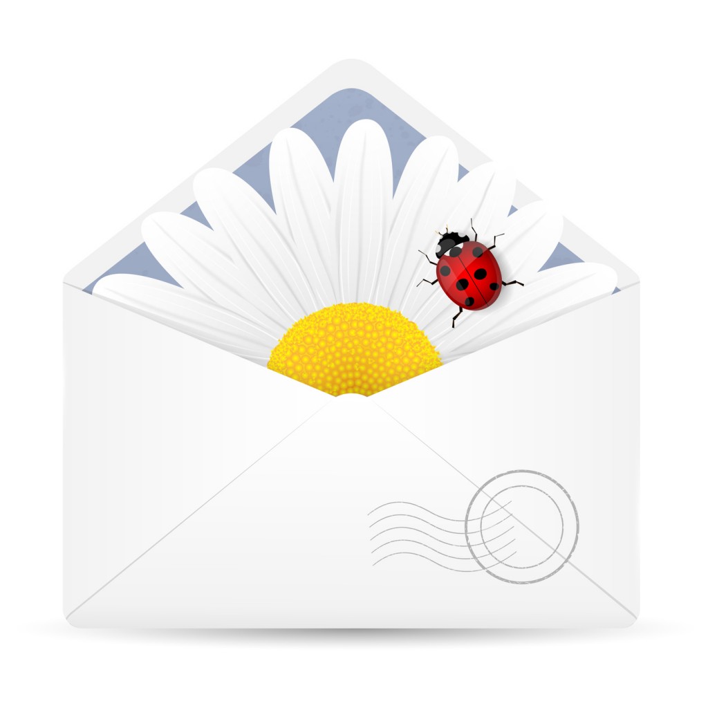Open envelope with chamomile flower and ladybird.