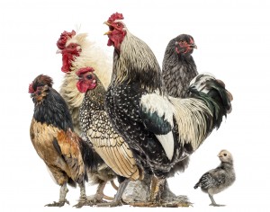 Group of hens and roosters, isolated on white